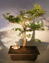 Dwarf Black Olive Bonsai Tree For Sale (bucinda spinosa)