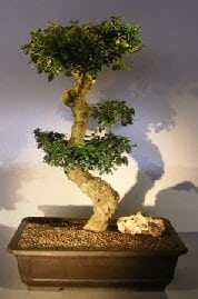 Flowering Fukien Tea Bonsai Tree For Sale Curved Trunk & Tiered Branching (ehretia microphylla)