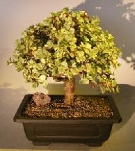 Baby Jade Bonsai Tree For Sale #2 - Variegated (portulacaria afra variegata)