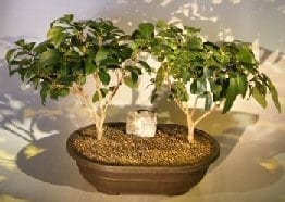 Flowering Ligustrum Bonsai Tree For Sale Two Tree Group (ligustrum lucidum)