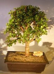 Baby Jade Bonsai Tree For Sale #4(Portulacaria Afra)