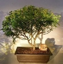 Flowering Chinese Pepper Bonsai Tree For Sale #1 (zanthoxylum piperitum)