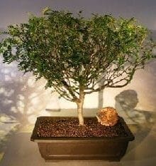 Flowering Chinese Pepper Bonsai Tree For Sale #2 (zanthoxylum piperitum)