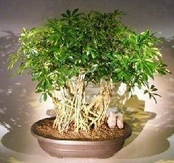 Hawaiian Umbrella Bonsai Tree For Sale Banyan Style #6 (arboricola schfflera)