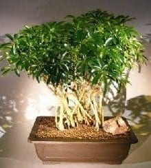 Hawaiian Umbrella Bonsai Tree For Sale Banyan Style #3 (arboricola schfflera)