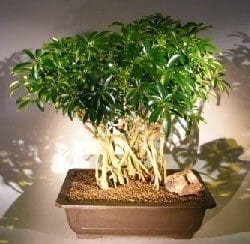 Hawaiian Umbrella Bonsai Tree For Sale Banyan Style #3 (arboricola schfflera)