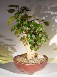 Aralia Balfouriana Bonsai Tree For Sale (Polyscias Balfourinna 'marginata')