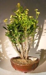 Flowering Crown of Thorns Bonsai Tree For Sale #2 - Cream / Yellow (euphorbia milii)