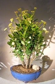 Flowering Crown of Thorns Bonsai Tree For Sale #3 - Cream / Yellow (euphorbia milii)