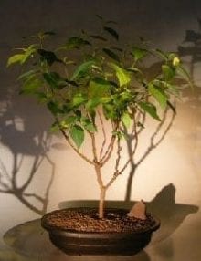Red Twig Dogwood Bonsai Tree For Sale (cornus alba)