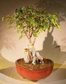 Oriental Ficus Bonsai Tree For Sale Root Over Rock Stone Landscape Scene (ficus benjamina 'orientalis')