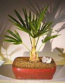 Windmill Palm Bonsai Tree For Sale (trachycarpus fortunie)