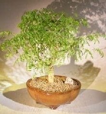 Flowering Brazilian Raintree Bonsai Tree For Sale #1 (pithecellobium tortum)