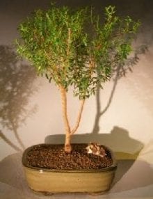 Flowering Myrtle Bonsai Tree For Sale Upright Style #2 (myrtus communis 'compacta')