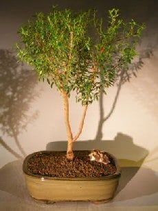 Flowering Myrtle Bonsai Tree For Sale Upright Style #2 (myrtus communis 'compacta')
