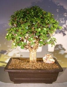 Baby Jade Bonsai Tree For Sale #2 (Portulacaria Afra)