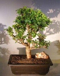 Baby Jade Bonsai Tree For Sale #6 (Portulacaria Afra)