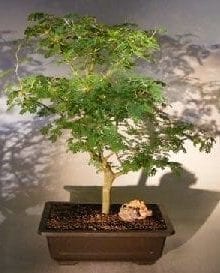 Flowering Brazilian Raintree Bonsai Tree For Sale #5 (pithecellobium tortum)