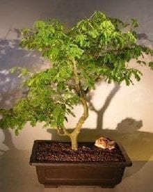 Flowering Brazilian Raintree Bonsai Tree For Sale #4 (pithecellobium tortum)