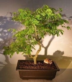 Flowering Brazilian Raintree Bonsai Tree For Sale #4 (pithecellobium tortum)