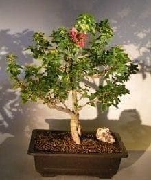 Bougainvillea Bonsai Tree For Sale #3 - Flowering Vine (pink pixie)