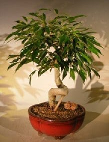 Oriental Ficus Bonsai Tree For Sale Coiled Trunk (benjamina 'orientalis')