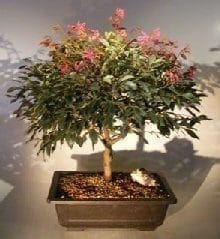 Flowering Chinese Fringe Bonsai Tree For Sale #2 (loropetalum chinensis)