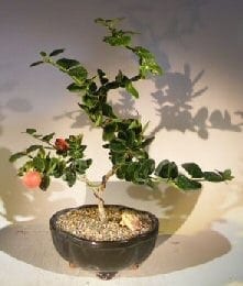 Flowering Dwarf Plum Bonsai Tree For Sale Curved Trunk Style (carissa macrocarpa)
