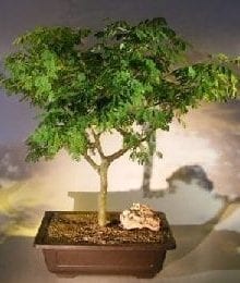 Flowering Brazilian Raintree Bonsai Tree For Sale #6 (pithecellobium tortum)