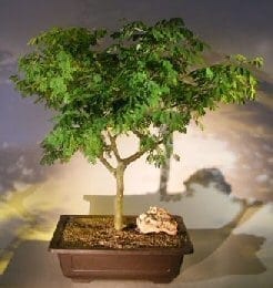 Flowering Brazilian Raintree Bonsai Tree For Sale #6 (pithecellobium tortum)