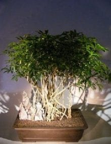 Hawaiian Umbrella Bonsai Tree For Sale Braided Banyan Roots (arboricola schfflera)