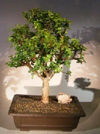 Baby Jade Bonsai Tree For Sale #1 (Portulacaria Afra)