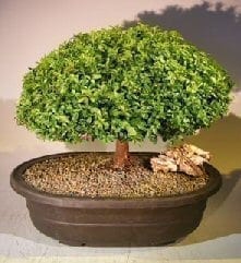 Japanese Kingsville Boxwood Bonsai Tree For Sale #3 (buxus microphylla compacta)