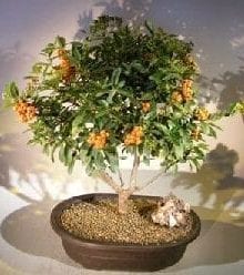 Flowering Pyracantha Bonsai Tree For Sale #1 (pyracantha 'mohave')