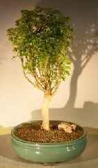 Aralia Balfouriana Bonsai Tree For Sale #1 - Variegated ('balfouriana')