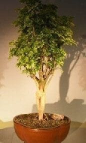 Aralia Balfouriana Bonsai Tree For Sale #2 - Variegated ('balfouriana')