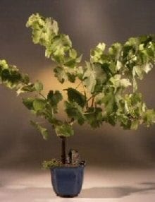Seedless Grape Bonsai Tree For Sale