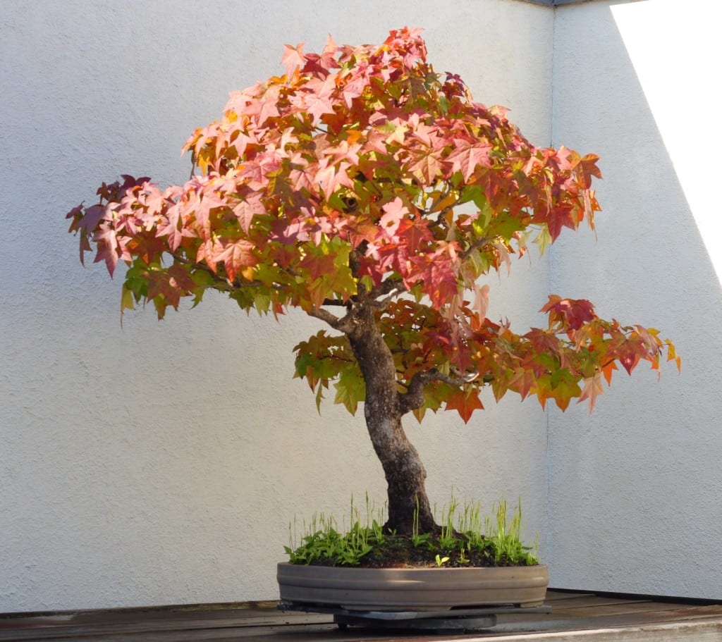 Liquidambar Bonsai Tree