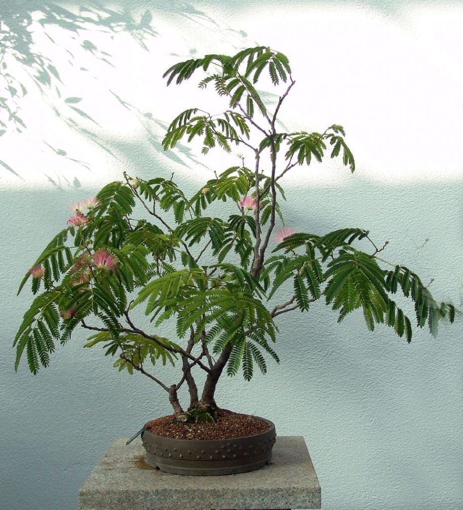 Mimosa Bonsai Tree