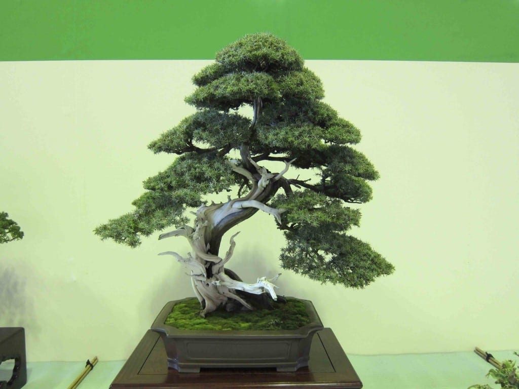 Needle Juniper Bonsai Tree
