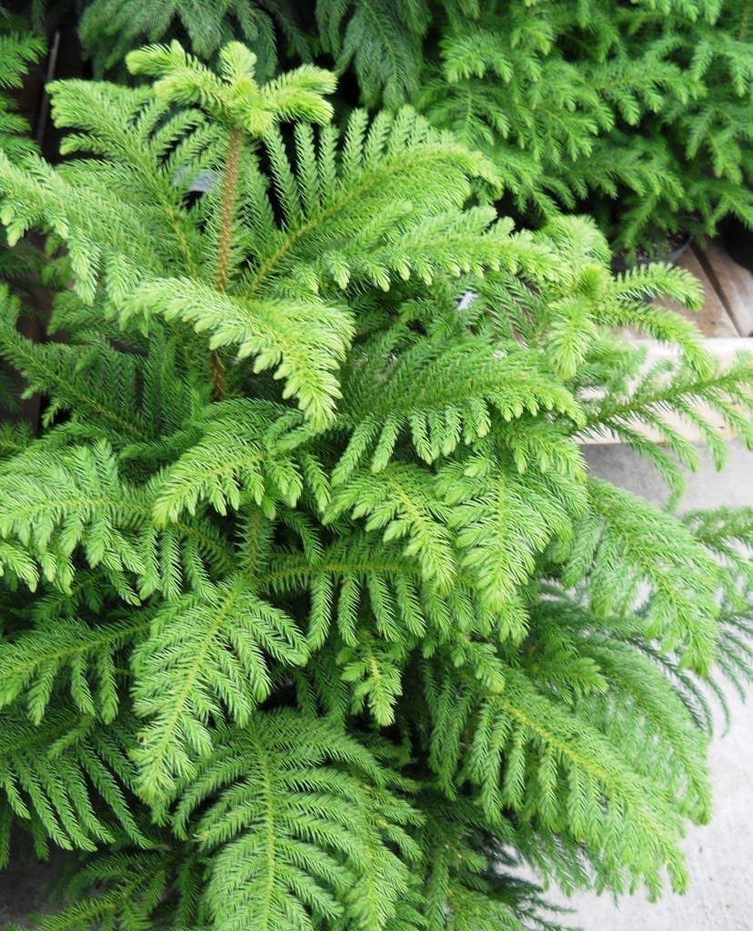 Norfolk Island Pine Bonsai Tree