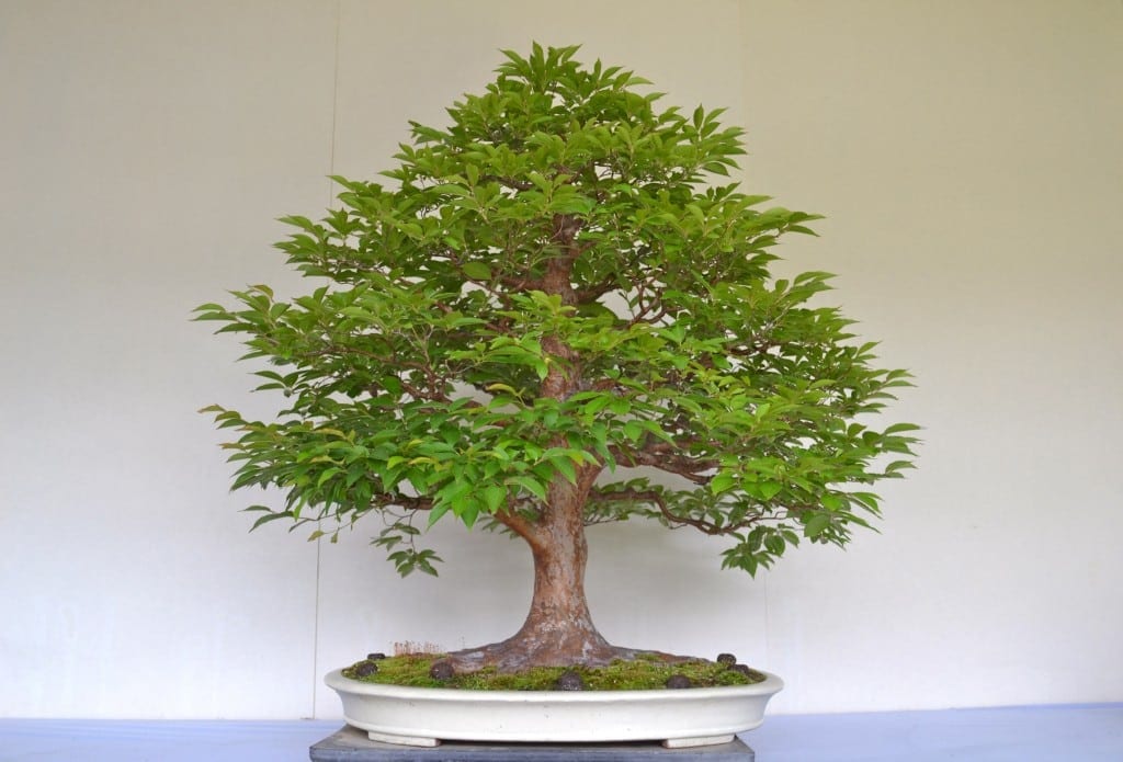 Oak Bonsai Tree