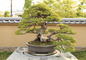 Outdoor Bonsai Tree Care