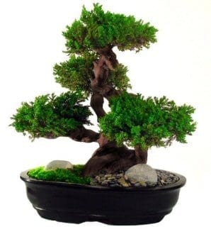 Monterey Bonsai Tree For Sale - 20 (Preserved - Not a living tree)