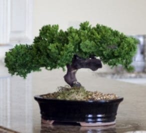 Monterey - Single Trunk-Preserved Bonsai Tree For Sale (Preserved - Not a living tree)