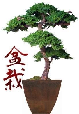 Monterey Preserved Bonsai Tree For Sale Kage Style - 6 Feet Tall (Preserved - Not a living tree)