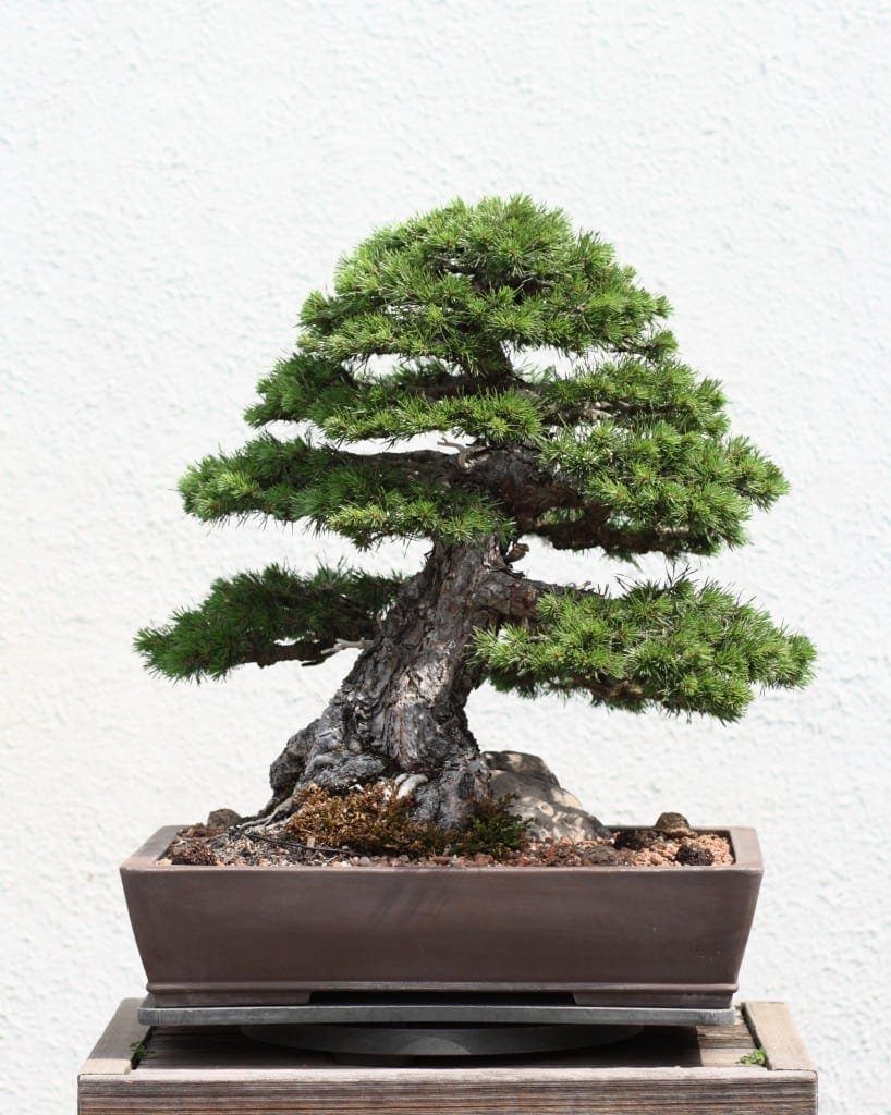 Pine Bonsai Tree