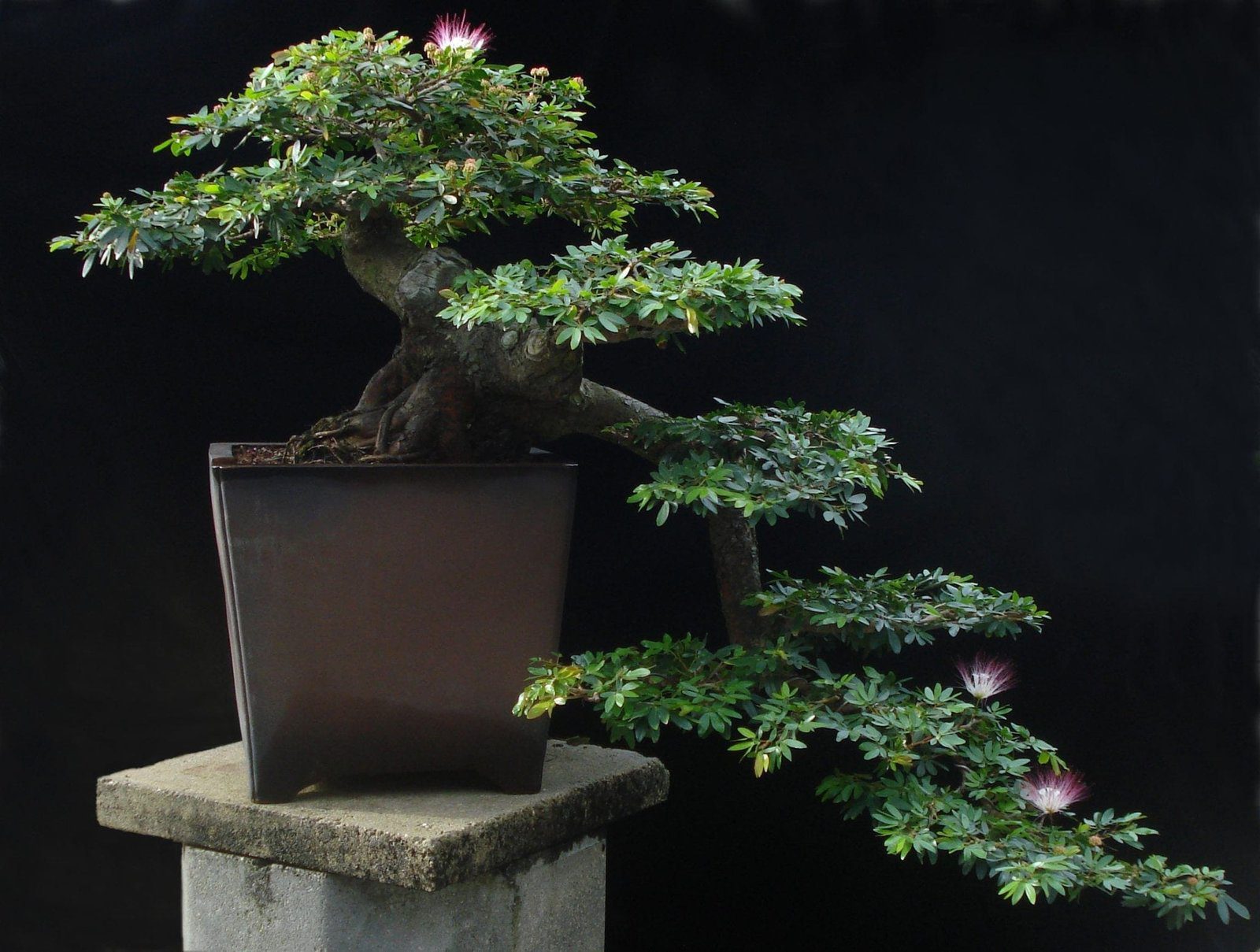 Powder Puff Bonsai Tree