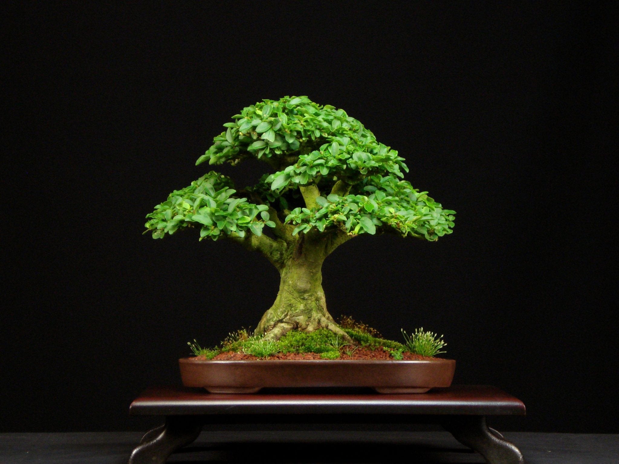 Privet Bonsai Tree
