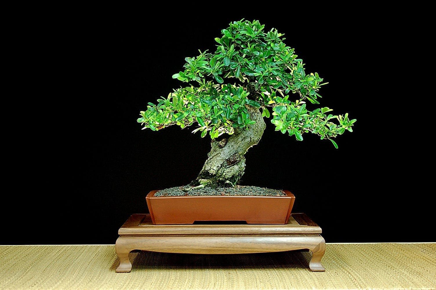 Pyracantha Bonsai Tree